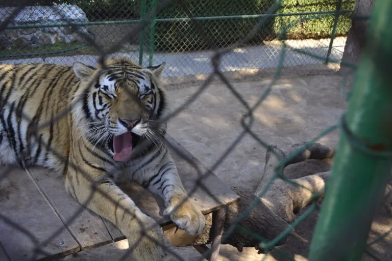 Zoológico municipal Nicolás Bravo